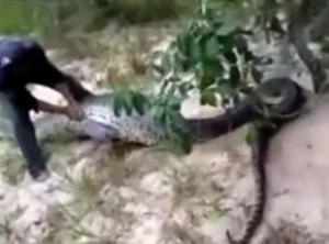 人类最意外的发现是巨蛇也怕毛骨悚然的蛇